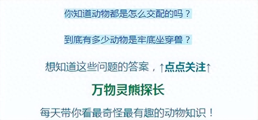 观赏鱼小鱼多久喂一次食_观赏鱼小鱼种类_最小的观赏鱼