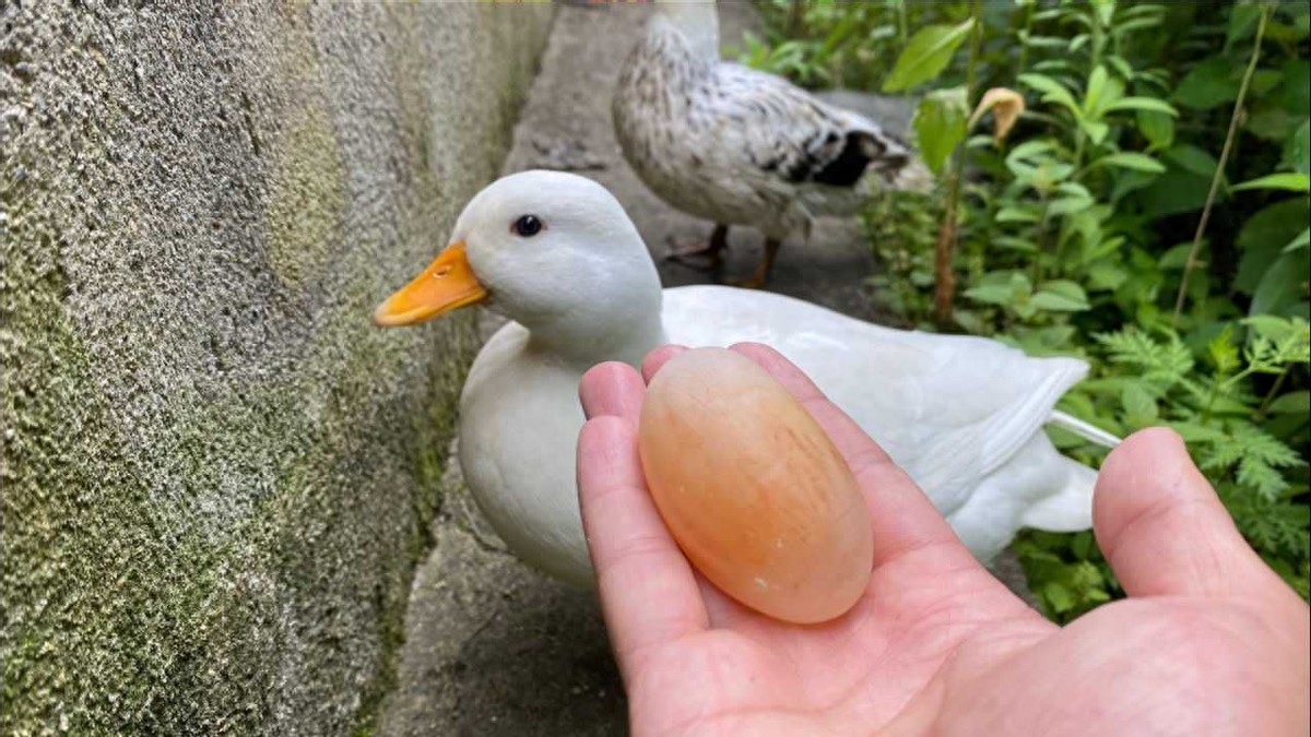 最小的观赏鱼_观赏鱼小鱼种类_观赏鱼小鱼多久喂一次食