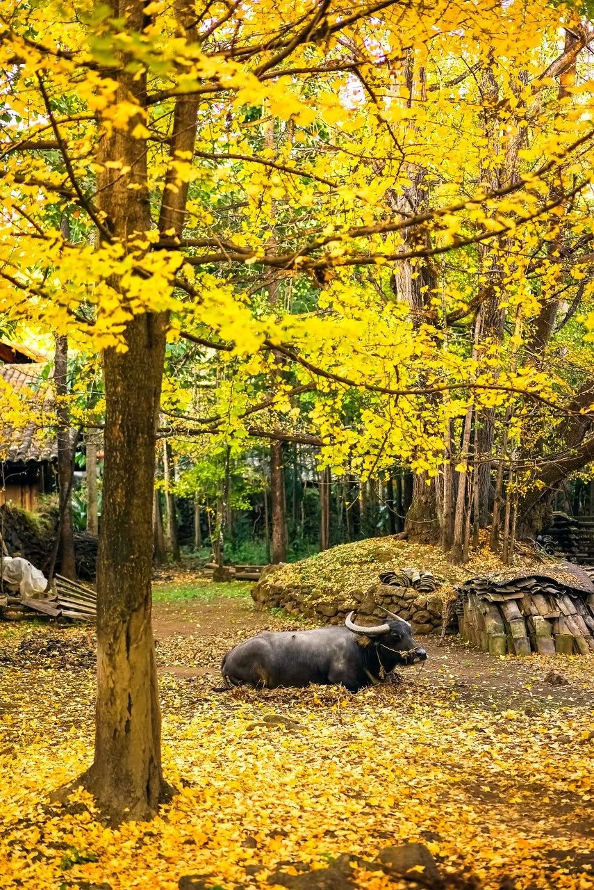 安徽塔川景点介绍_安徽塔川自驾游攻略_安徽塔川旅游攻略