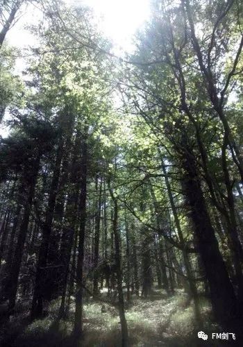 山西云顶山好玩吗_山西云顶山一日游攻略_山西云顶山风景区门票价格