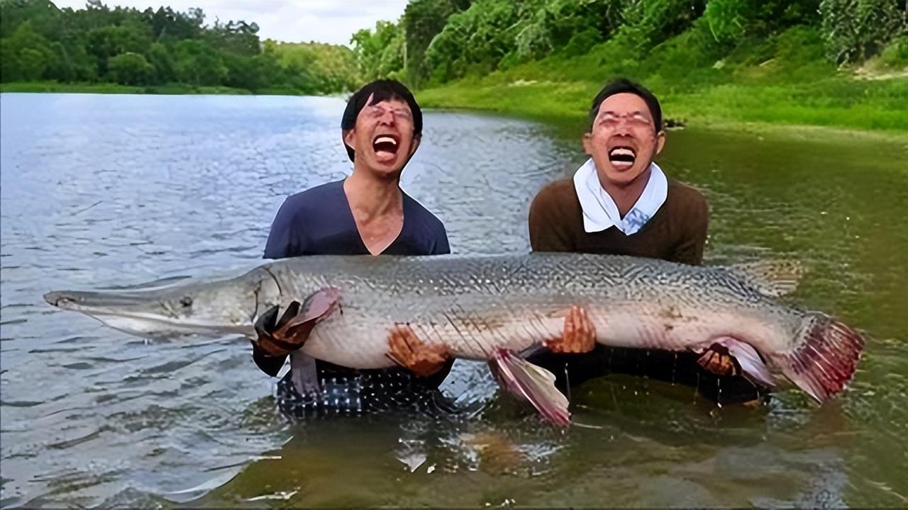 观赏鱼黑鱼颜色变浅了_观赏鱼黑鱼养什么品种_黑鱼观赏鱼