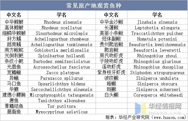 鲤科鱼好养吗_鲤科观赏鱼_十种鲤科鱼