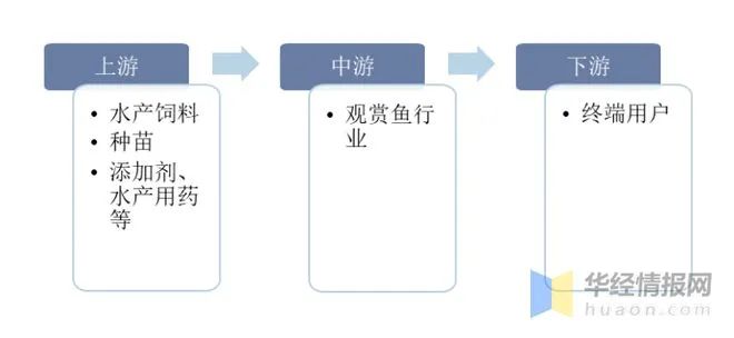 十种鲤科鱼_鲤科鱼好养吗_鲤科观赏鱼