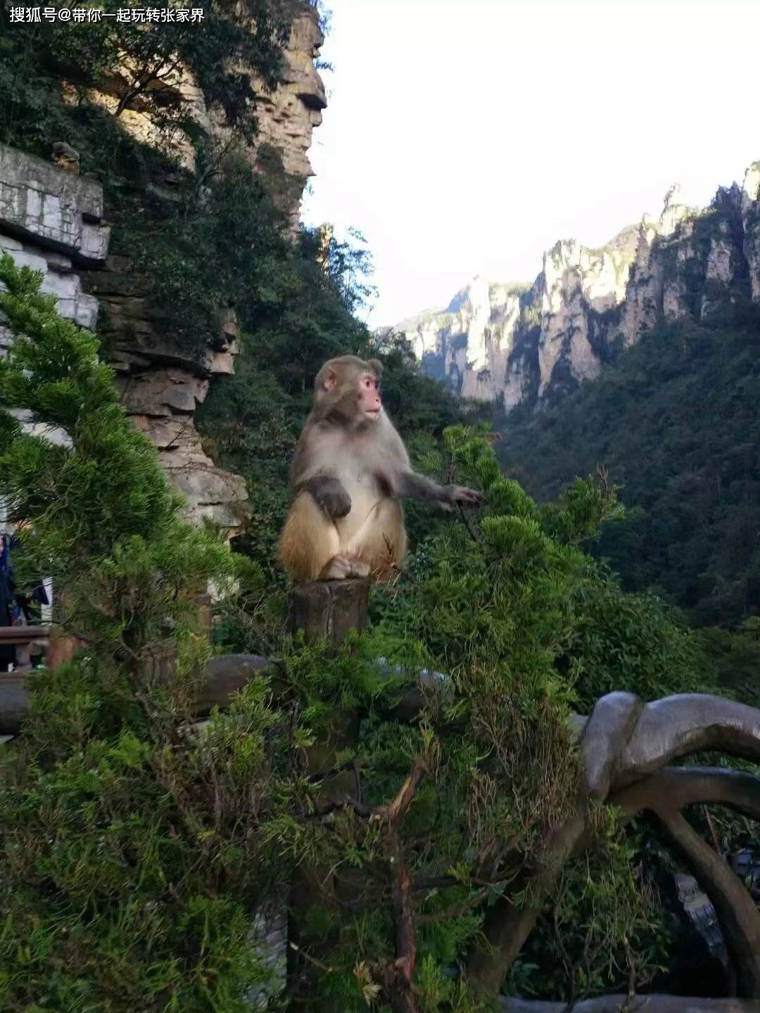 张家界自驾西安要多久_西安自驾张家界旅游攻略_自驾张家界旅游攻略及费用