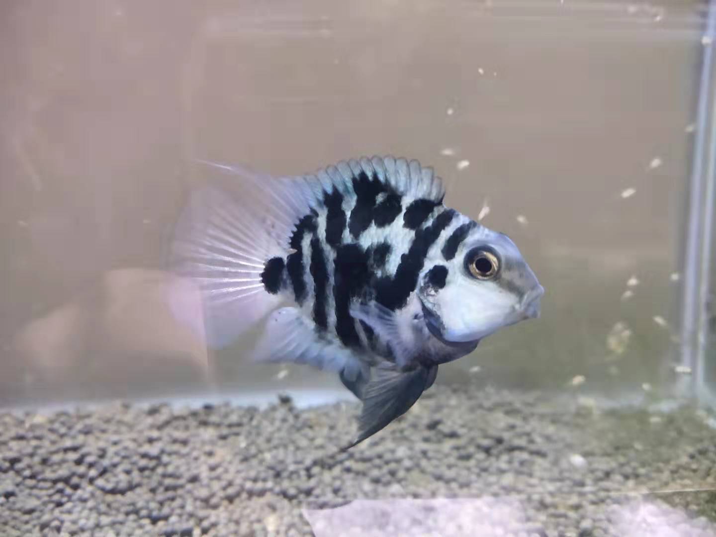 观赏鱼长鱼鳍吗_观赏鱼鱼鳍根部发红怎么治_鱼鳍特别长的观赏鱼