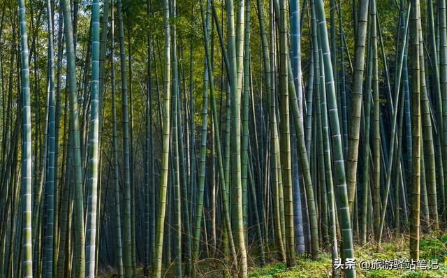 龙井旅游攻略必玩的景点_龙井旅游_龙井旅游景点哪里好玩