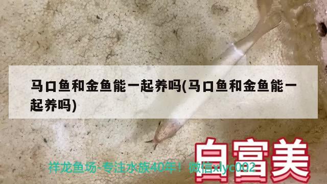 观赏鱼红鲤鱼可以吃吗_红鲤鱼会吃米饭吗_红鲤鱼会吃金鱼吗